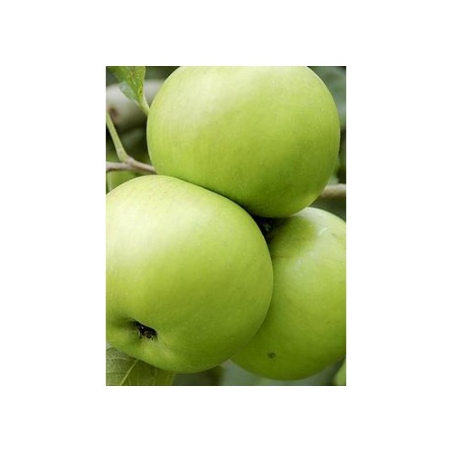  Garden Plants Flowers