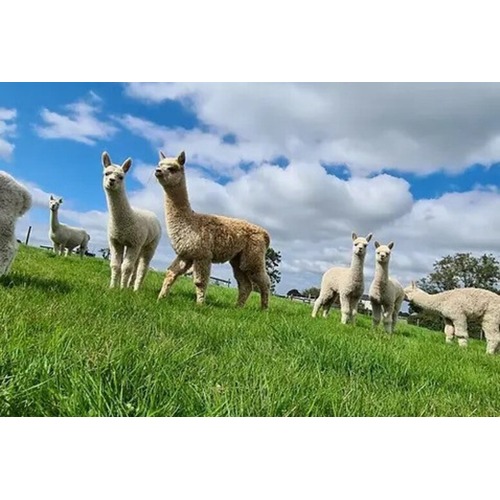 Donotusenorthern Ireland