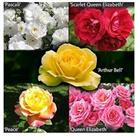 Garden Glamour Rose Bushes X5 Bushes Bare Root