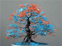 Blue Orange Leaf Japanese Maple Bonsai Acer Seeds Rare Stunning Garden Plant