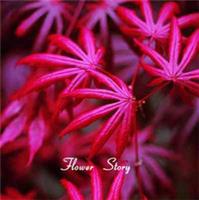 Red Japanese Maple Bonsai Acer Seeds Rare Unusual Stunning Garden Plant