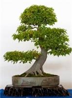 Acer buergerianum (Trident Maple) - 20 seeds