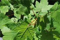 SYCAMORE SAPLING ACER SMALL TREE 2 FOR &pound;5 FIVE INCHES