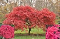Japanese Maple Acer Tree Plant Established Variety 20-30cm Tall in Pot