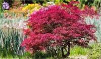 Dwarf Acer palmatum Japanese Maple Tree Hardy Perennial Garden Plant in 10cm Pot
