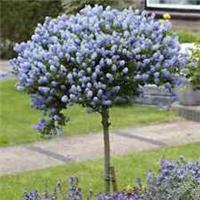 Large 70-80cm Tall Hardy California Lilac Ceanothus Blue Blossom