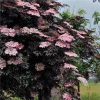 Sambucus 'Black Lace' in 9cm Pot RHS AGM - Hardiness: Fully Winter Hardy