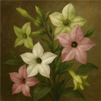 Nicotiana Whispers Mixed F1 Seeds x70 - Fragrant Flowers, Garden Bedding,