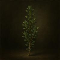 Thyme Seeds | Hardy Culinary Herb | Perennial Easy Grow UK Garden