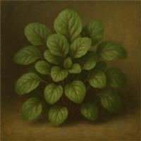 Red Amaranth Seeds (Callaloo) | Fast Growing Leaf Vegetable | Easy Grow UK