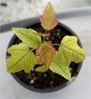 Trident Maple Acer buergerianum Uk hardy rare maple perfect for future bonsai