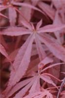 Acer palmatum 'Atropurpureum' Purple Japanese maple Garden Shrub Plant 1.5lt Pot
