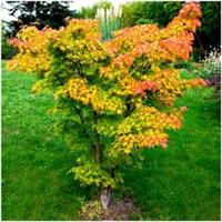 [x2] Acer Palmatum 'Orange Dream' Japanese Maple Tree | Multi-Pack | Pot Plants