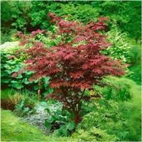 [x2] Acer 'Atropurpureum' Japanese Maple Tree | Multi-Pack | Pot Plants