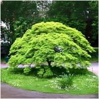 [x2] Acer Palmatum 'Emerald Lace' Japanese Maple Tree | Multi-Pack | Pot Plants