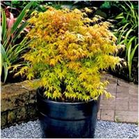 Acer Palmatum 'Katsura' Japanese Maple Tree | Deciduous Plant | Pot Plant