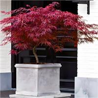 Acer palmatum Bloodgood Japanese Maple Tree 120-150cm Plant Burgundy Red Foliage