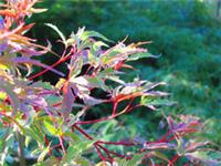 Acer palmatum Butterfly Japanese Maple Tree 3 lt Winter Plant Pink Green Foliage