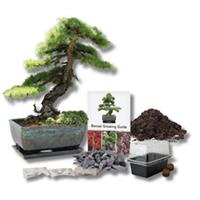 Bonsai Seeds | Grow Your Own Bonsai Tree Kit | Gardening Gifts for Men | Women