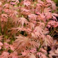 Acer palmatum 'Phoenix Japanese Maple Deciduous Garden Plant Tree In 11 P