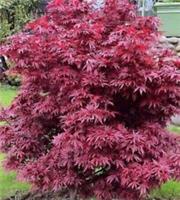 Acer palmatum 'Shaina' Compact Japanese Maple Tree with Red Foliage - 3 Litre P
