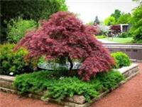 Acer Tree Japanese Maple Bush Palmatum Garnet Garden Plant in 4 L Pot 90 Cm H