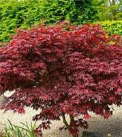 Acer palmatum 'Trompenburg' TreeJapanese Maple In 19 Cm Pot
