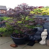 Acer palmatum Black Lace Japanese Maple deciduous garden plant In 3 Litre Pot