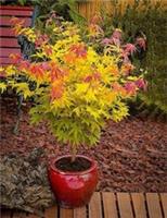Acer Palmatum Orange Dream In 6 Cm Pot