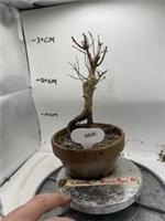 Maple bonsai (new pot, 7 years old)
