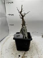 Maple bonsai (new pot, 4years old)