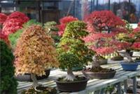 50 MIXED BONSAI TREE SEEDS, GROW YOUR OWN BONSAI TREES, 50 mixed bonsai seeds