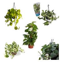 Scindapsus Scindapsus Aurem in Various Heights & Pot Sizes