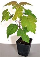 Sycamore Maple Tree, Potted, Native Tree, Sapling, 20-25cm