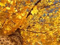 25 SYCAMORE TREE SEEDS, (ACER PSEUDOPLATANUS) FANTASTIC AUTUMN COLOUR