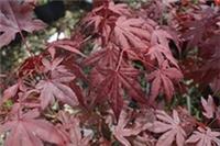 Acer palmatum 'Atropurpureum' 15cm Pot Size