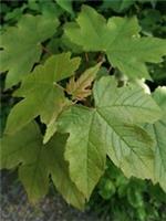 3 x bare root young Sycamore maple / Acer Pseudoplatanus plants