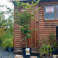 Acer/Japanese Maple 'Oridono-nishiki' 15/20ltr pot. 180cm height