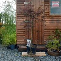 Acer/Japanese Maple 'Firecracker' 15/20ltr pot. 140cm height.