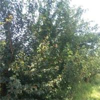25 x Field Maple bareroot hedging plants 60-90cm Preorder for October to March