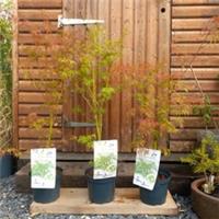 3 x Acer/Japanese Maple 'Seiryu' 3ltr pot. 90-100cm height