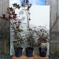 3 x Acer palmatum 'Trompenburg' 3l pot 100-150cm