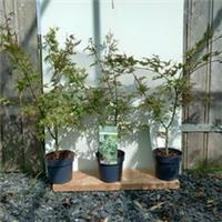 3 x Acer palmatum 'Ukigumo' 3l pot 130-150cm
