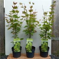 3 x Acer shirasawanum 'Jordan' 3l pot 130-150cm