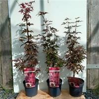 3 x Acer palmatum 'Twombly's Red Sentinel' 3l pot 80-100cm