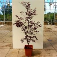 Acer palmatum 'Bloodgood' 14ltr pot 150-160cm height 10cm girth
