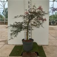 Acer/Japanese Maple 'Firecracker' 7.5ltr pot. 60-90cm height