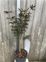 Japanese Maple Acer palmatum 'Starfish' Tree - 3L Pot