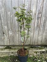 Paperbark Maple Tree - Stunning Peeling Bark - Beautiful Autumn Colours 40/60cm