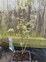 Japanese Maple Acer 'Butterfly' Bonsai Starter | Acer palmatum | UK Grown